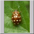 Calvia quatuordecimguttata - Vierzehntropfiger Marienkaefer 01.jpg